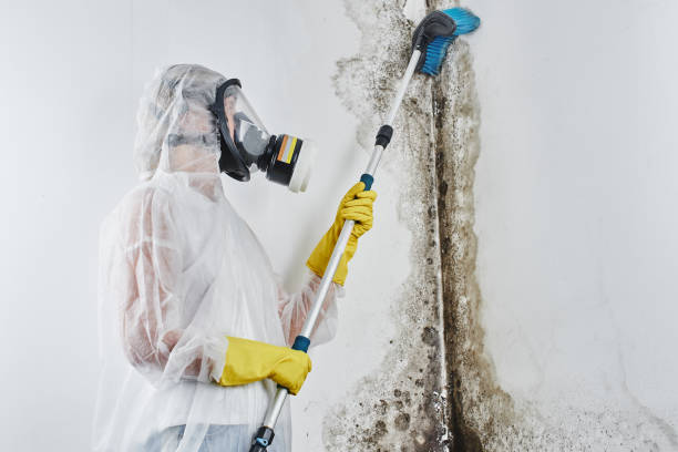 Water damage restoration mold remediation